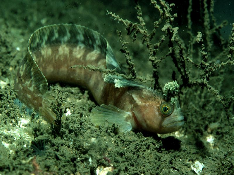 Chirolophis ascanii